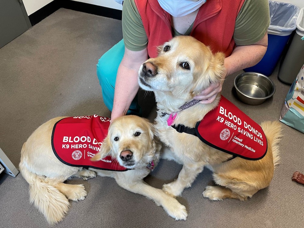 Doggy donors, student volunteers help Cornell’s animal hospital expand